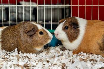 Rescue Guinea Pig Guinea Pigs for Adoption in Chertsey, Quebec - Gaspard Et Leon | PetCurious